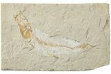 Cretaceous Fossil Fish - Lebanon #238357-1